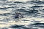  A handout photograph taken off the coast of Dover, southern England on September 15, 2019, and released by Jon Washer Photoraphy on September 17, 2019 shows US swimmer Sarah Thomas swimming in the Dover Strait, 10 miles off the English coast, on the first leg of her non-stop four leg, 54 hour, cross-Channel swim between England and France. - An American breast cancer survivor on September 17, became the first person to swim across the Channel four times non-stop in a 54-hour feat of endurance. Sarah Thomas, 37, an open water marathon swimmer from the US state of Colorado, could be seen in a video posted on Facebook arriving at Dover on the southern English coast with a group of supporters cheering her on. (Photo by HO / various sources / AFP) / RESTRICTED TO EDITORIAL USE - MANDATORY CREDIT AFP PHOTO / HANDOUT / Jon Washer PhotographyEditoria: POLLocal: DoverIndexador: HOSecao: swimmingFonte: Jon WasherFotógrafo: STR
