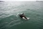  Orcas avistadas a bordo da embarcação CANGULO I, em aguas localizadas entre a Guarda do Embau em Palhoça e a praia da Gamboa em Garopaba.