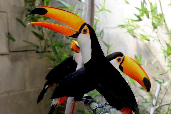 Divulgação / GramadoZoo Divulgação / GramadoZoo