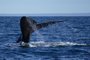  the tail of a right whale off the waterFonte: 8613148