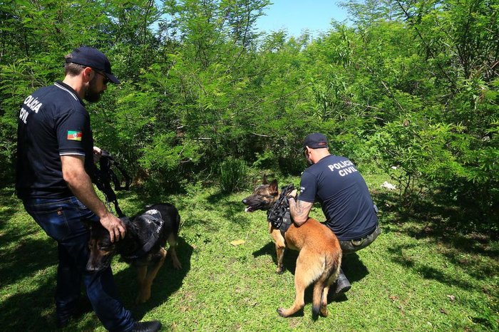Dois cachorros participaram das buscas
