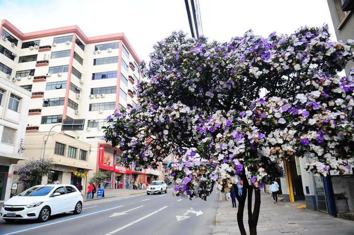 Porthus Junior / Agencia RBS Porthus Junior / Agencia RBS