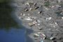  PORTO ALEGRE, RS, BRASIL,03/12/2019- Peixes mortos no Arroio Dilúvio. (FOTOGRAFO: RONALDO BERNARDI / AGENCIA RBS)