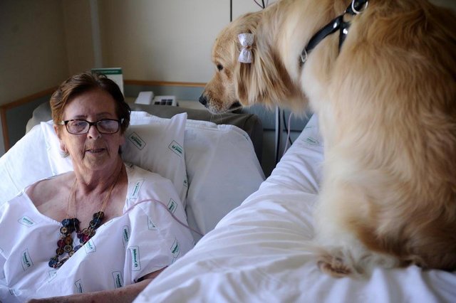 CAXIAS DO SUL, RS, BRASIL (10/12/2019)Dia do desejo para pacientes do Hospital Unimed em Caxias do Sul. Ezilda Simionatto, 82 anos. Desejo: Visita da cadela Rebeca (Antonio Valiente/Agência RBS) CAXIAS DO SUL, RS, BRASIL (10/12/2019)Dia do desejo para pacientes do Hospital Unimed em Caxias do Sul. Ezilda Simionatto, 82 anos. Desejo: Visita da cadela Rebeca (Antonio Valiente/Agência RBS)
