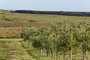  DOM PEDRITO- RS- BRASIL, 28/10/2019 - Produtores de uvas e oliveiras estão tendo prejuízos na lavoura, por causa do uso do herbicida 2,4 D usado pelos produtores de soja.   FOTO FERNANDO GOMES/ZERO HORA.