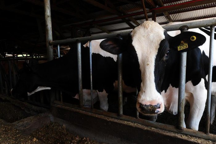 Propriedade conta hoje com 53 vacas em produção, que geram 1,5 mil litros por dia.
