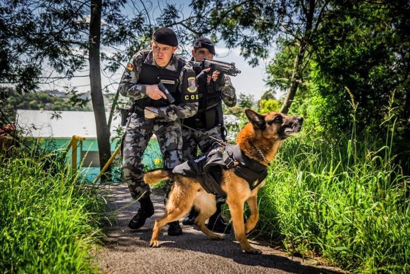 Morre cão policial da Brigada Militar de Caxias