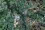 Imagens do satélite CBERS 4A, cidades de Jardim e Guia Lopes da Laguna, MS.<!-- NICAID(14374451) -->