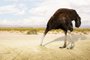  Illustration of an ostrich hiding his head in the sand in the desert . 3D rendering.Fonte: 209164154<!-- NICAID(14382740) -->