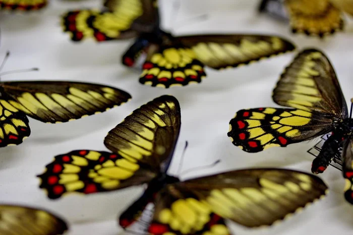 Fernando Gomes / Agencia RBS Fernando Gomes / Agencia RBS