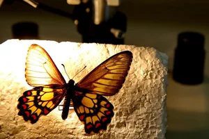 Fernando Gomes / Agencia RBS Fernando Gomes / Agencia RBS