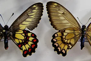 Fernando Gomes / Agencia RBS Fernando Gomes / Agencia RBS