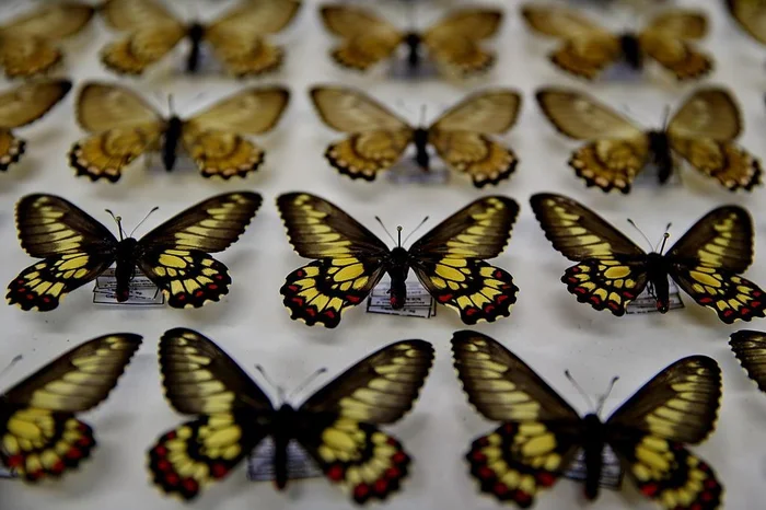 Fernando Gomes / Agencia RBS Fernando Gomes / Agencia RBS