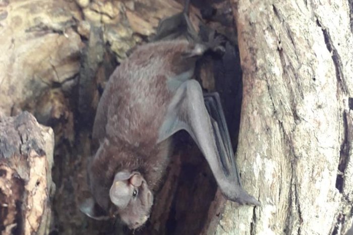 Dyessica Machado / Divulgação PMPA Dyessica Machado / Divulgação PMPA