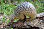  A baby Sunda pangolin nicknamed 'Sandshrew' feeds on termites in the woods at Singapore Zoo on June 30, 2017. - Sandshrew was brought to the Wildlife Health and Research Centre on January 16, reportedly found stranded in the Upper Thomson area by a member of the public. Sunda pangolins are listed as critically endangered by the International Union for Conservation of Nature (IUCN). (Photo by ROSLAN RAHMAN / AFP)Editoria: HUMLocal: SingaporeIndexador: ROSLAN RAHMANSecao: animalFonte: AFPFotógrafo: STF<!-- NICAID(14411772) -->