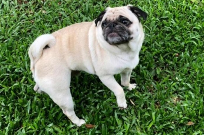 Daiane De Toni / Divulgação Daiane De Toni / Divulgação