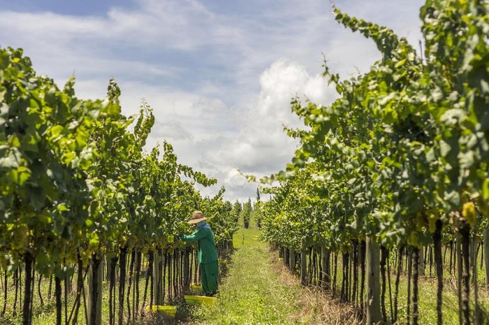 Dandy Marchetti / Divulgação Dandy Marchetti / Divulgação