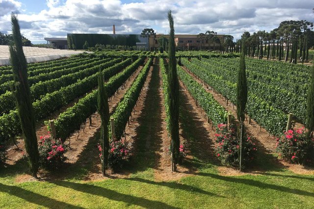 Vinícola Campestre ocupa uma área de 83hectares em sua sede de Vacaria, onde produzirá apenas vinhos finos. Desde fevereiro, a vinícola está com visitações abertas e vai investir ainda mais em enoturismo.Na foto: o proprietário João Carlos Zanotto.<!-- NICAID(14419379) --> Vinícola Campestre ocupa uma área de 83hectares em sua sede de Vacaria, onde produzirá apenas vinhos finos. Desde fevereiro, a vinícola está com visitações abertas e vai investir ainda mais em enoturismo.Na foto: o proprietário João Carlos Zanotto.<!-- NICAID(14419379) -->