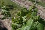  DOM PEDRITO- RS- BRASIL, 28/10/2019 - Produtores de uvas e oliveiras estão tendo prejuízos na lavoura, por causa do uso do herbicida 2,4 D usado pelos produtores de soja.   FOTO FERNANDO GOMES/ZERO HORA.<!-- NICAID(14306354) -->