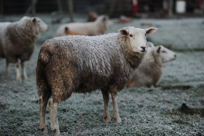 Antonio Valiente / Agência RBS Antonio Valiente / Agência RBS