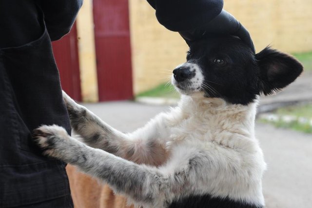  CAXIAS DO SUL, RS, BRASIL (06/07/2020)Acolhida pelos policiais militares, a cachorrinha Mel localizou um pacote de drogas que foi jogado para dentro da Penitenciária Estadual de Caxias do Sul, no Distrito do Apanhador. (Antonio Valiente/Agência RBS)<!-- NICAID(14539009) -->