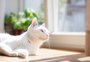 Afinal, por que os gatos gostam tanto de tomar sol?