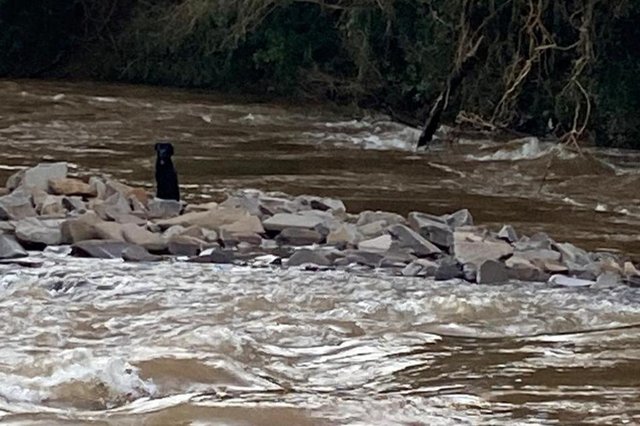 Um cachorro que ficou ilhado por causa das fortes chuvas foi resgatado pelos bombeiros nesta sexta-feira (10) no rio Carneiro, na localidade de Santa Gema, em Navegantes, no munic&iacute;pio de Para&iacute;. O salvamento foi feito pelo Corpo de Bombeiros de Veran&oacute;polis por volta de 18h30min. <!-- NICAID(14543239) -->