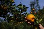  VILA CRISTINA, RS, BRASIL, 20/07/2020 - Em sua propriedade, Samuel Pezzi Pezzi cultiva algumas variedades de Bergamota. (Marcelo Casagrande/Agência RBS)<!-- NICAID(14549257) -->