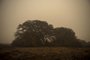 A tree is seen after a night fire destroyed the surrounding vegetation in the wetlands of the Pantanal at the Transpantaneira park road, Mato Grosso state, Brazil, on September 14, 2020. - The Pantanal, a region famous for its wildlife, is suffering its worst fires in more than 47 years, destroying vast areas of vegetation and causing death of animals caught in the fire or smoke. (Photo by MAURO PIMENTEL / AFP)