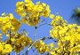 Como a chegada da primavera impacta sua vida? A astrologia responde