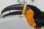 Tucanos resgatados do tráfico são acolhidos pelo zoológico de Gramado<!-- NICAID(14609381) -->