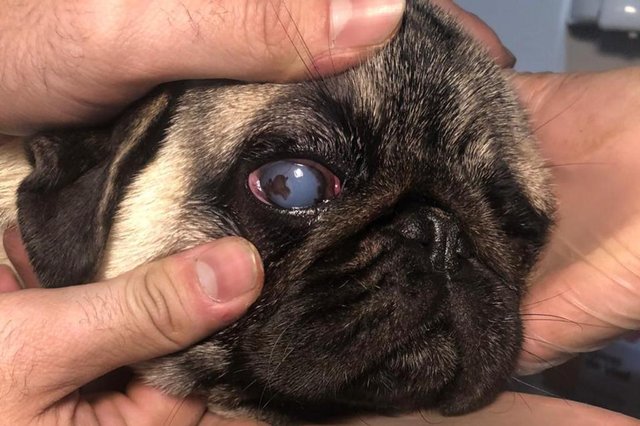  49 cães da raça pug são resgatados em São Sebastião do Caí.<!-- NICAID(14609787) -->