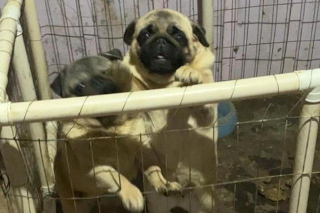  49 cães da raça pug são resgatados em São Sebastião do Caí.<!-- NICAID(14609790) -->