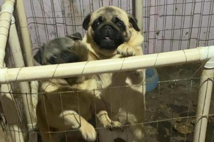 SOS PUG / Divulgação