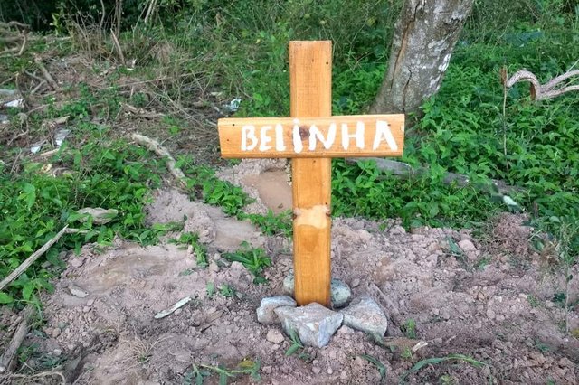  Cadela Belinha foi morta a tiros por comerciante em Sapucaia do Sul, na Região Metropolitana.<!-- NICAID(14615527) -->