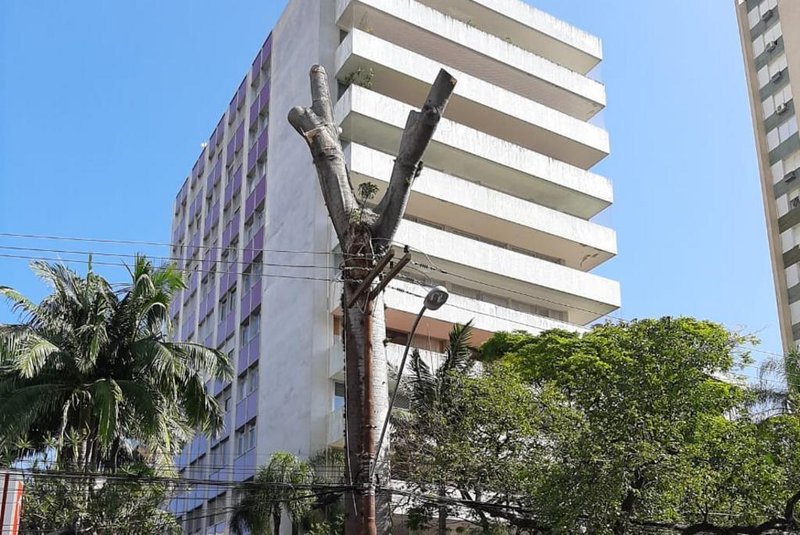 Remoção de árvore guapuruvu é suspensa em Porto Alegre depois de protesto de moradores.<!-- NICAID(14625272) -->