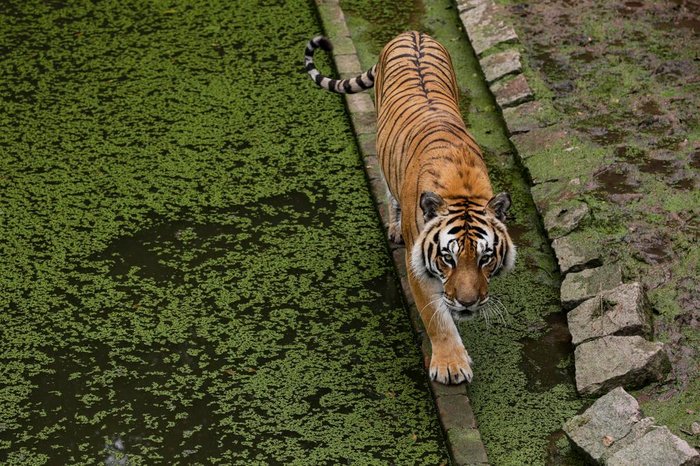 Um dos locais mais visitados do parque são os espaços dos dois tigres e do leão