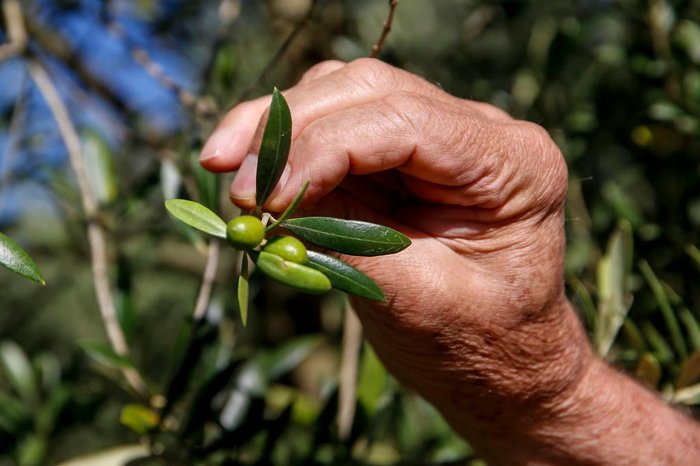 André Ávila / Agencia RBS André Ávila / Agencia RBS