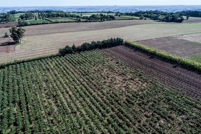 André Ávila / Agencia RBS André Ávila / Agencia RBS