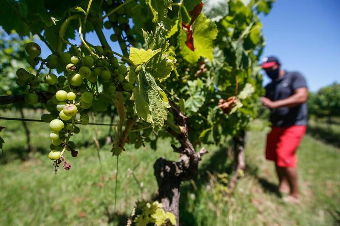 André Ávila / Agencia RBS André Ávila / Agencia RBS