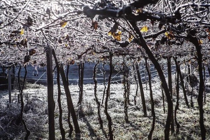 Em Caxias do Sul, na Serra, a terça-feira (20) amanheceu com geada