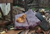 Em algumas casas, materiais descartados acabaram servindo de abrigo a um cachorro