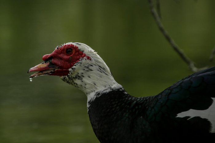 Após os resultados, serão definidas as condutas e o destino dos animais