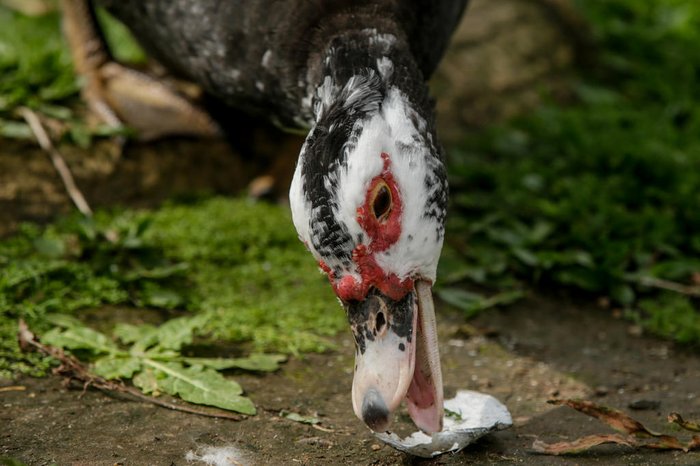 Eles foram colocados no lago por ação do homem, mas se adaptaram e se reproduziram