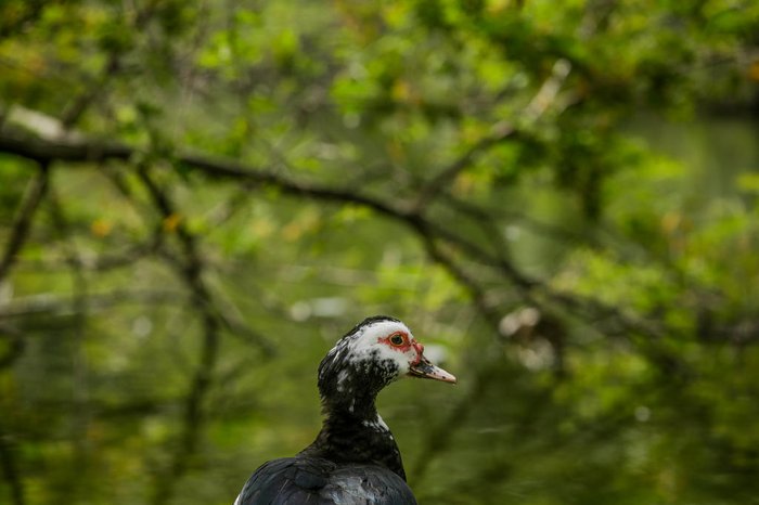 Todas as aves passarão por exames antecipando a futura remoção, que ainda não tem data definida