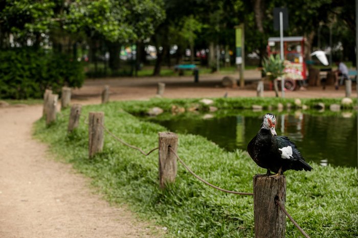 Patos como os do Parcão não são animais nativos