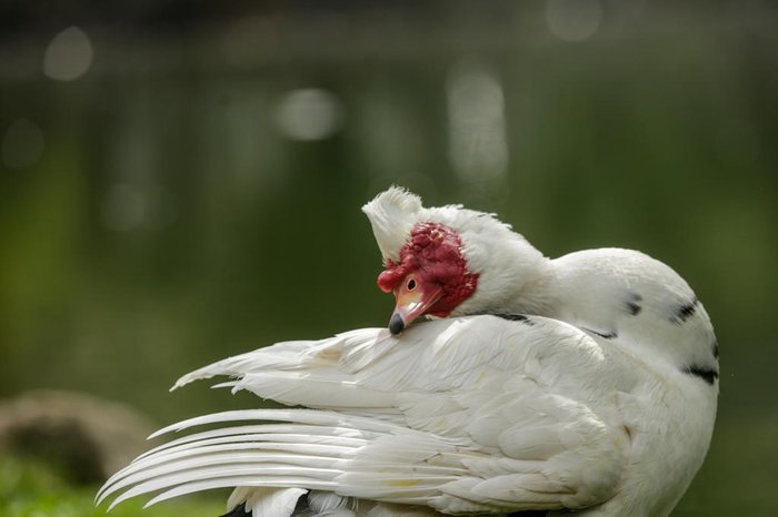 Os animais deverão fazer exames de salmonella