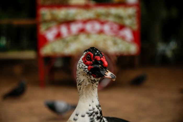 Patos podem viver entre 10 e 20 anos, conforme a raça e o ambiente