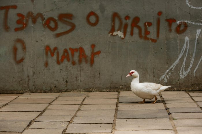 Aves circulando na área do Parcão, na tarde de quinta-feira