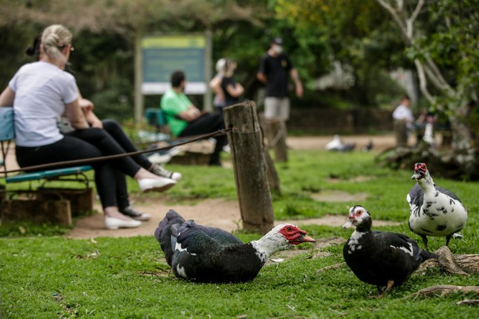 Oito filhotes já foram retirados do lago após identificação de que estavam em risco por causa de predadores